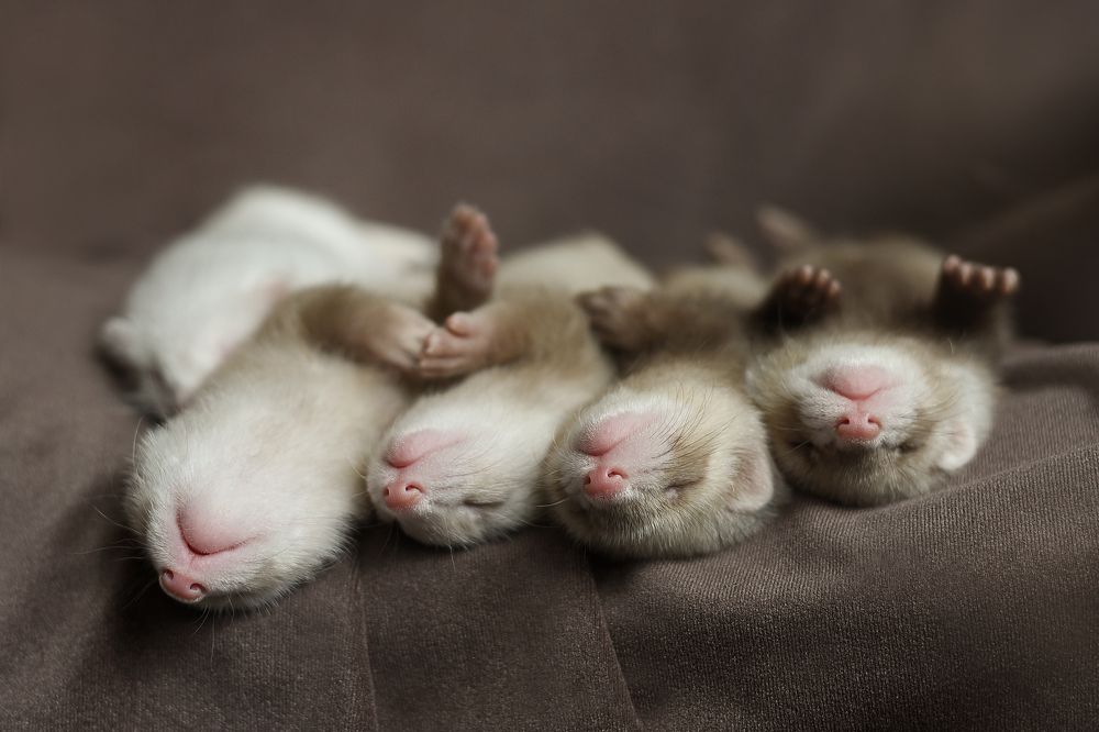 Сон без задних лап