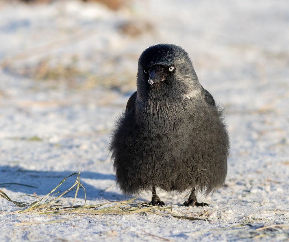 Photograph by Павел Краснослободцев