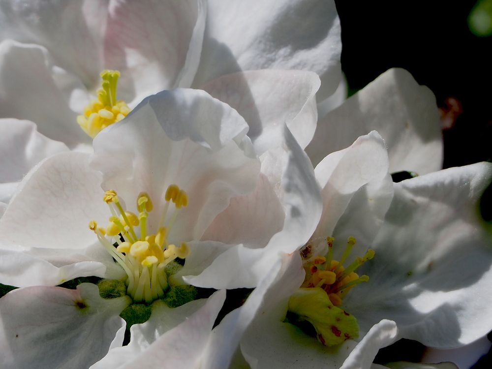 Photograph by Elena Khalizova