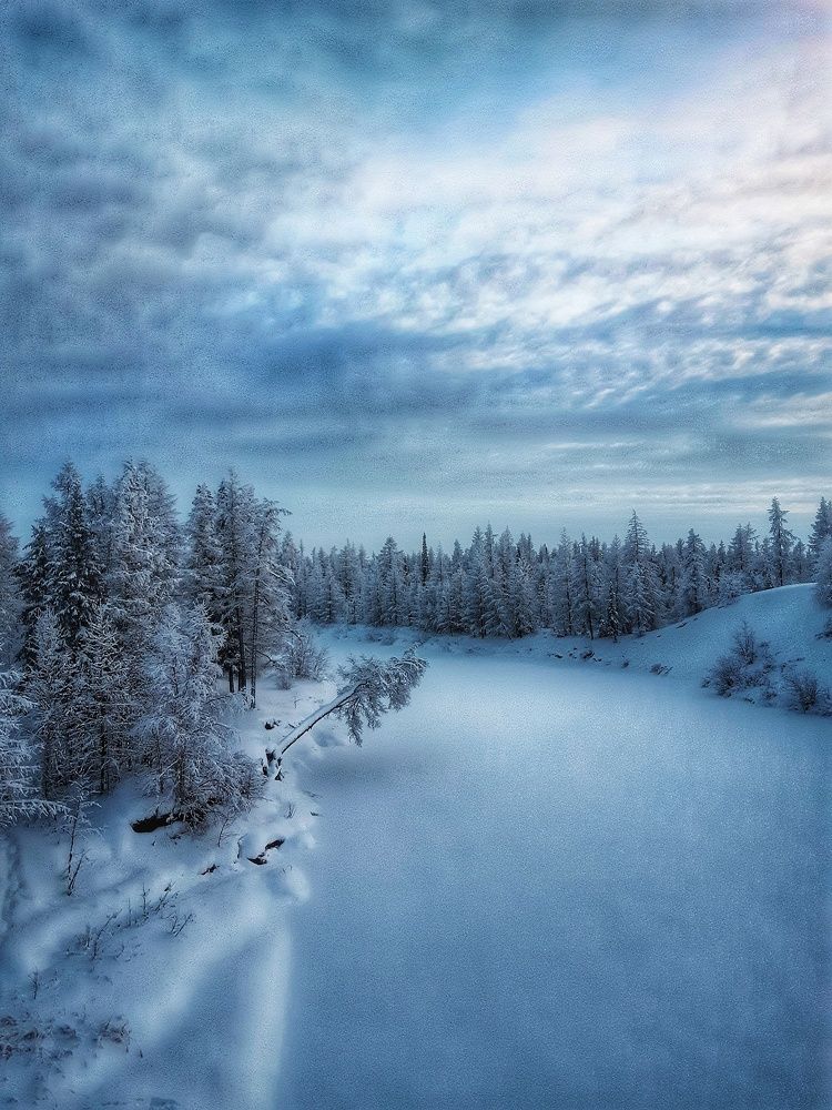 Жемчужная зыбь уснувшего леса