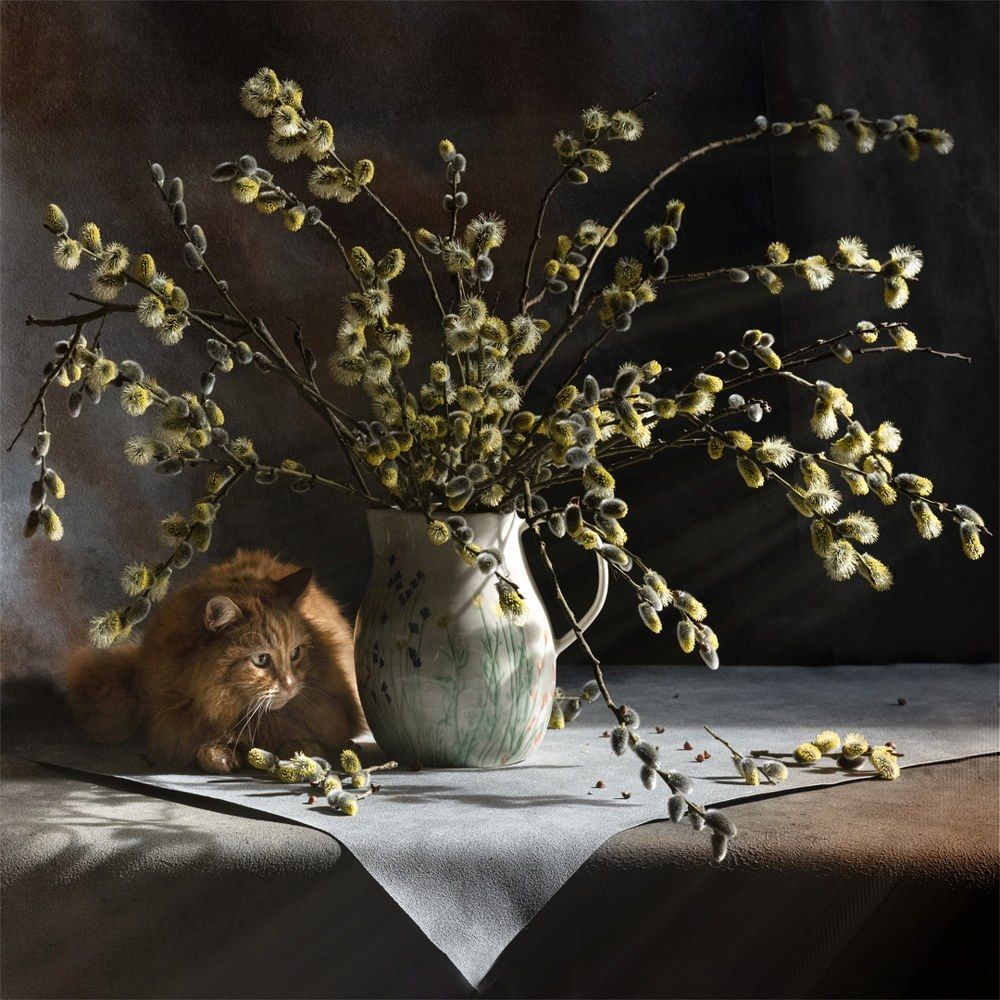 Кот и котики