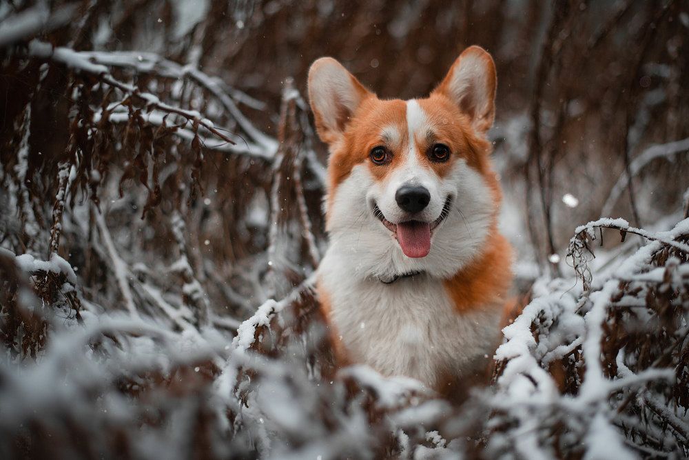 Photograph by Анна Пушина