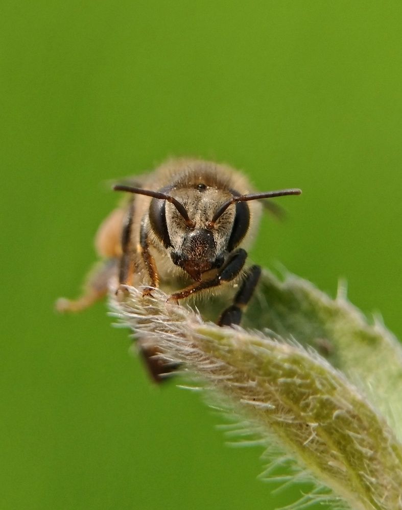 Bee eye