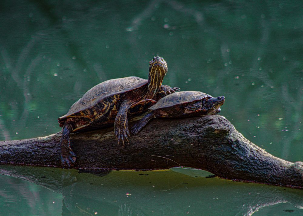 Photograph by Alisa Bryz-Gornia