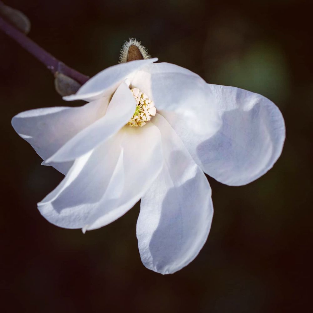 Photograph by Diana Brunner