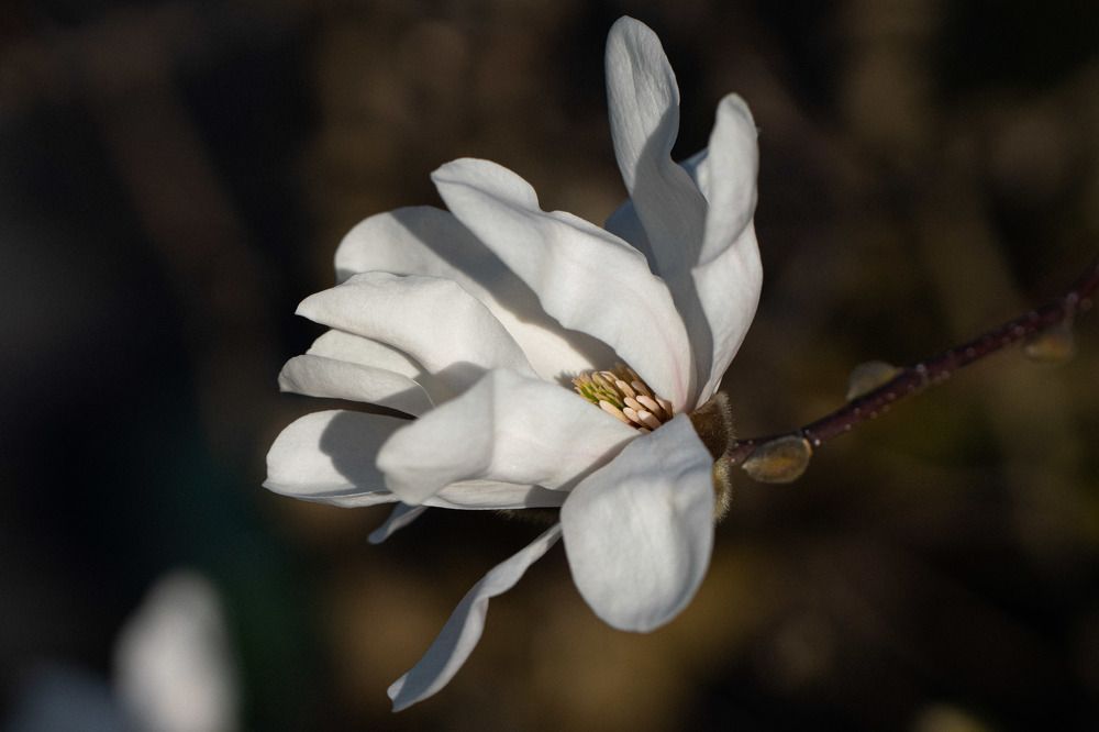 Photograph by Diana Brunner