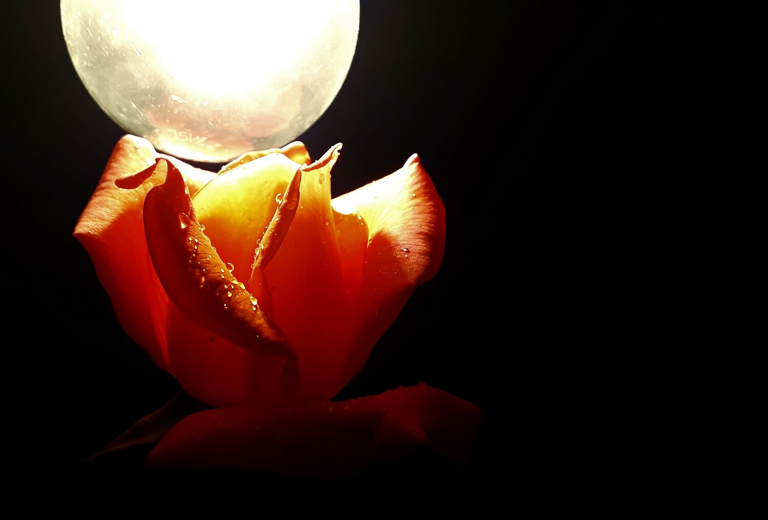 Photo #6025789