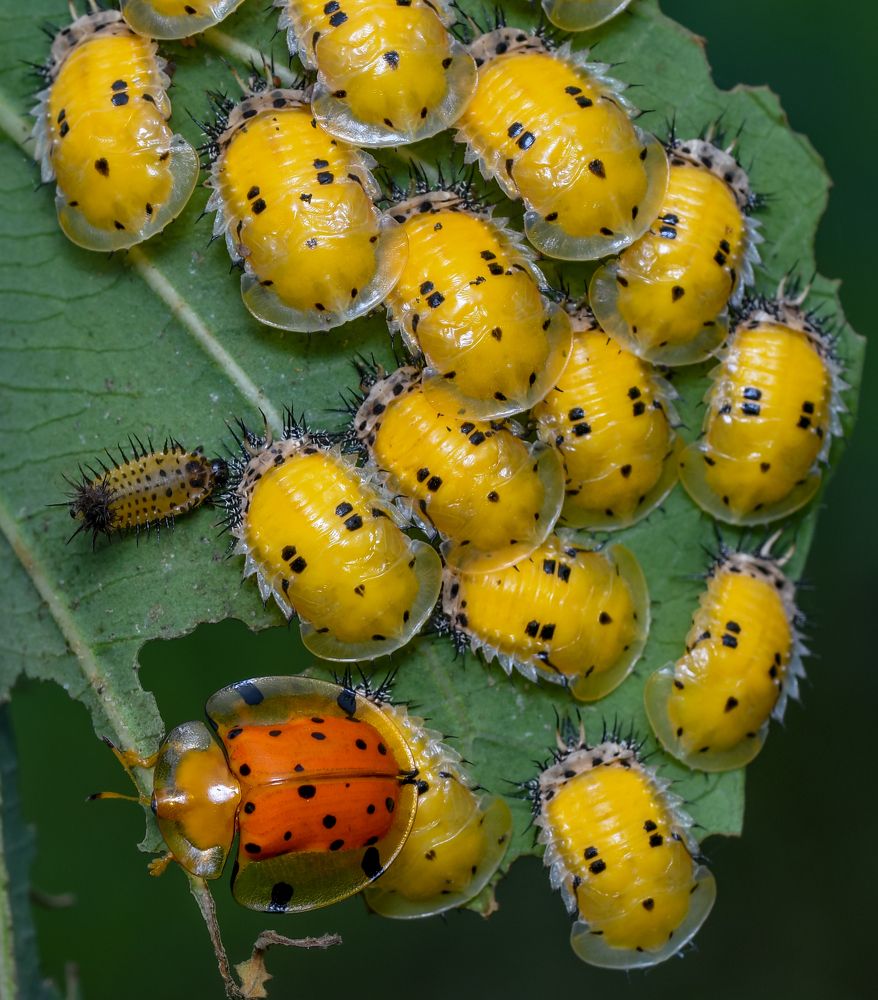 Фотография автора Pranab Kumar das