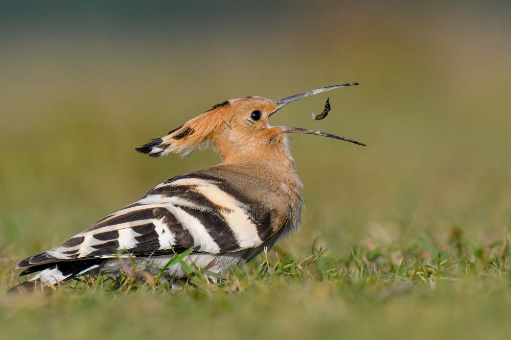 Фотография автора Pranab Kumar das
