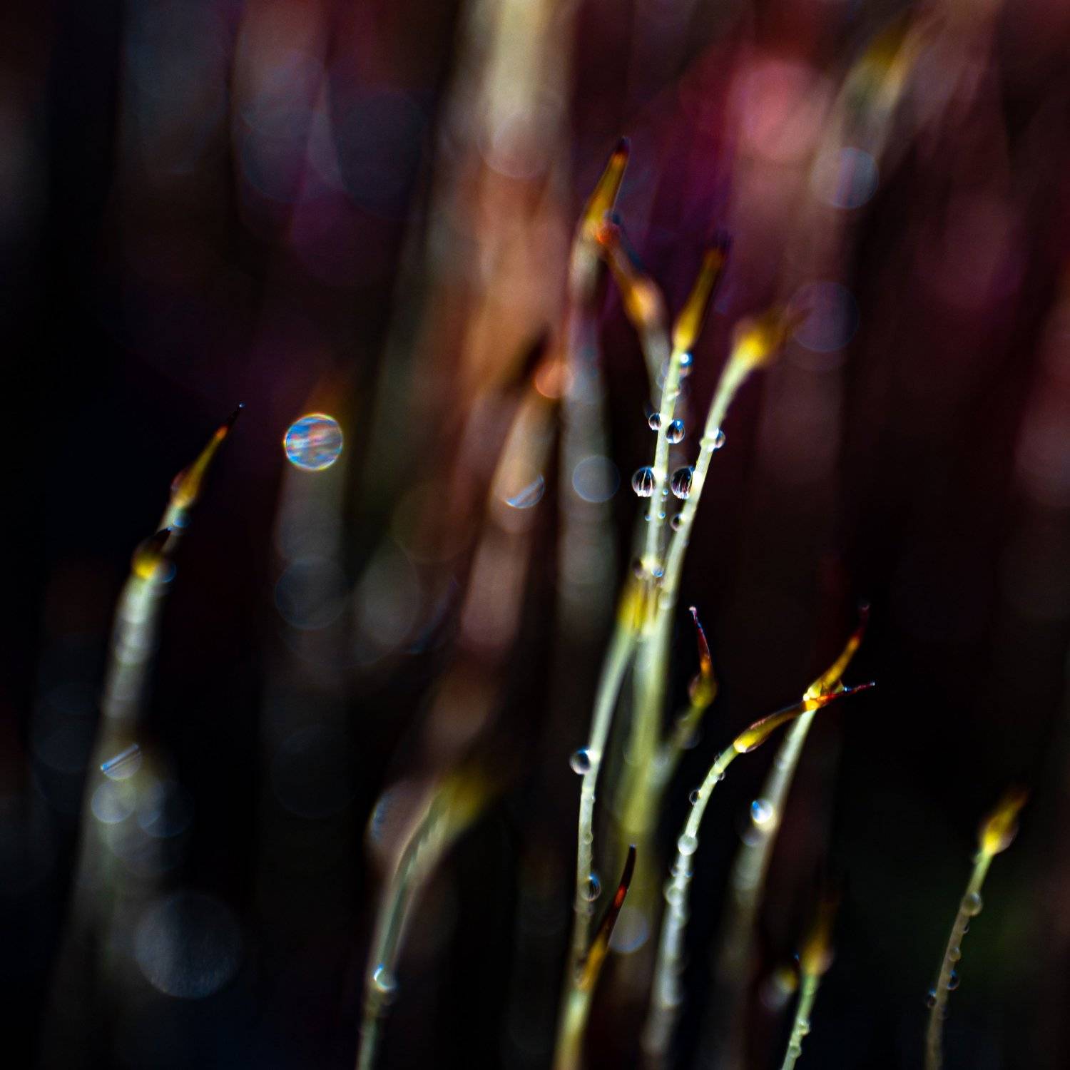 Morning dew