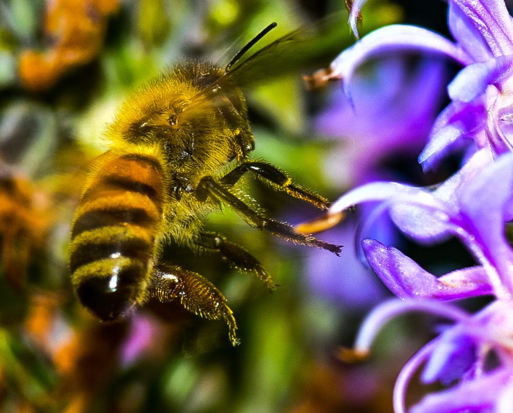 Photograph by Enrico Cimador