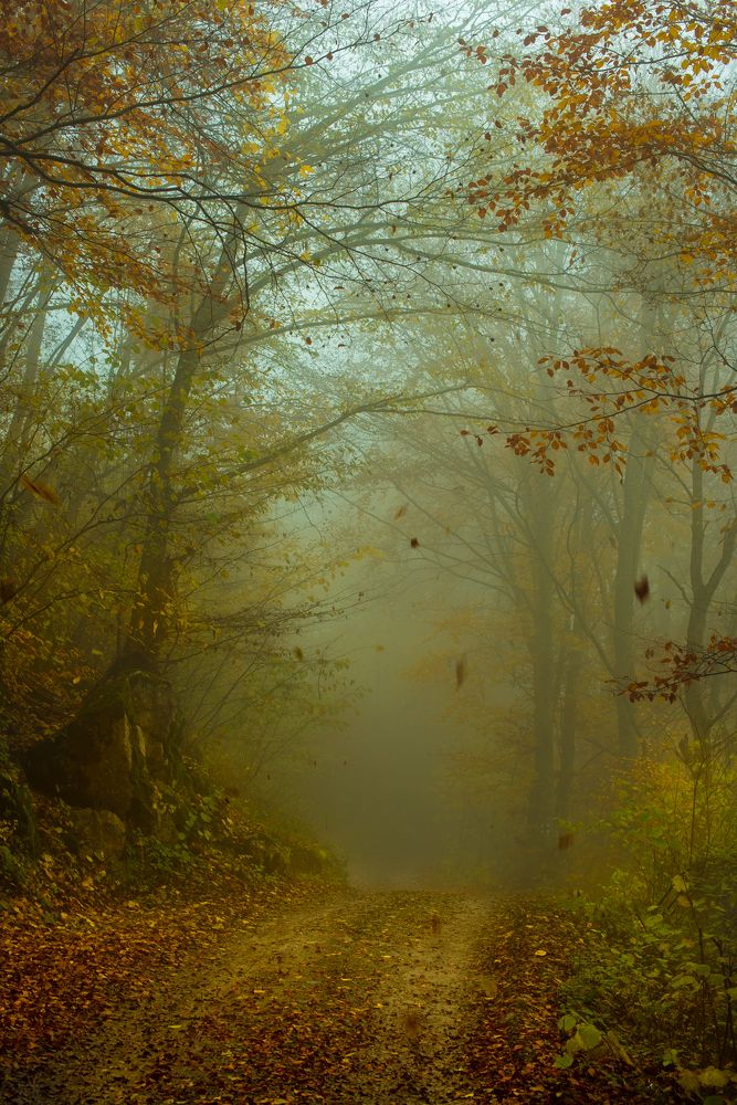 Fog in the forest of Salciua