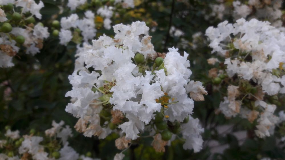 Myrtle Bloom