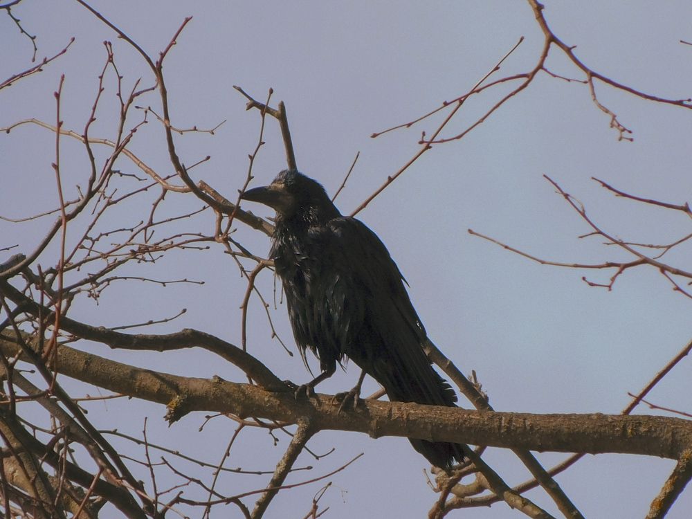 В поисках пищи