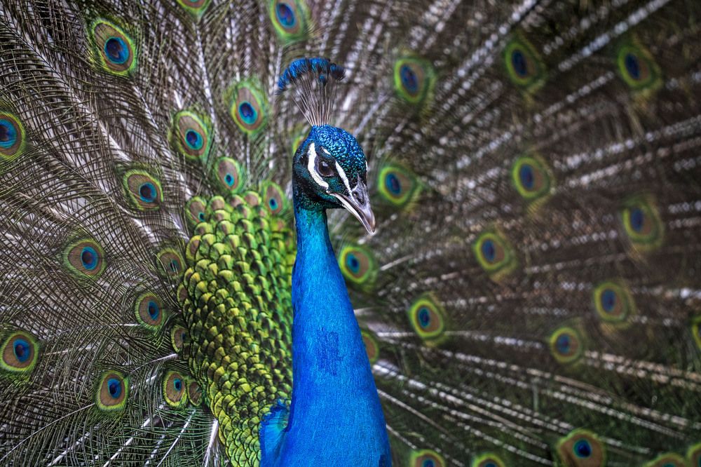 peacock