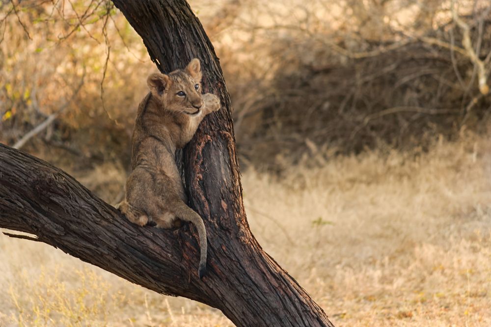 Simba playing on the tree
