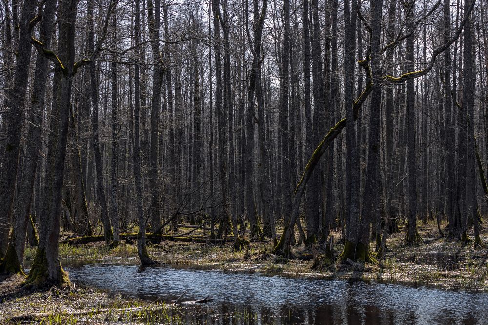 Photograph by Александр Клиновский