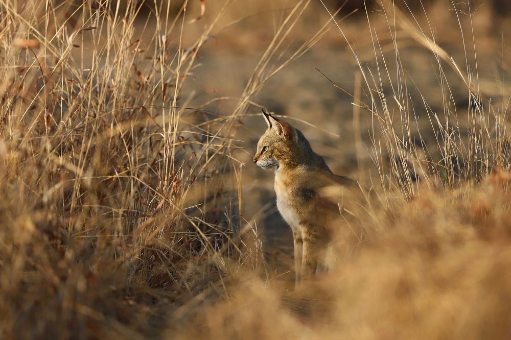 Photograph by Ankit Sharma