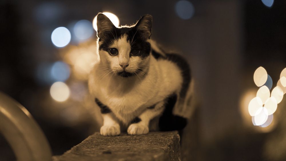 Photograph by Hillel Shatz