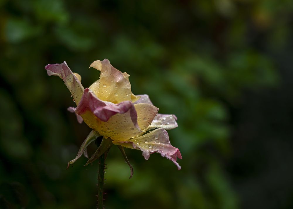 Photograph by selçuk kayan
