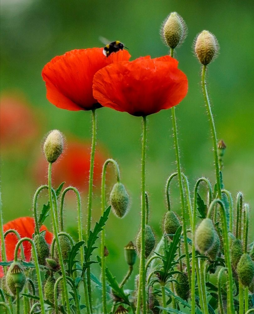 Photograph by Reinhold Seibel