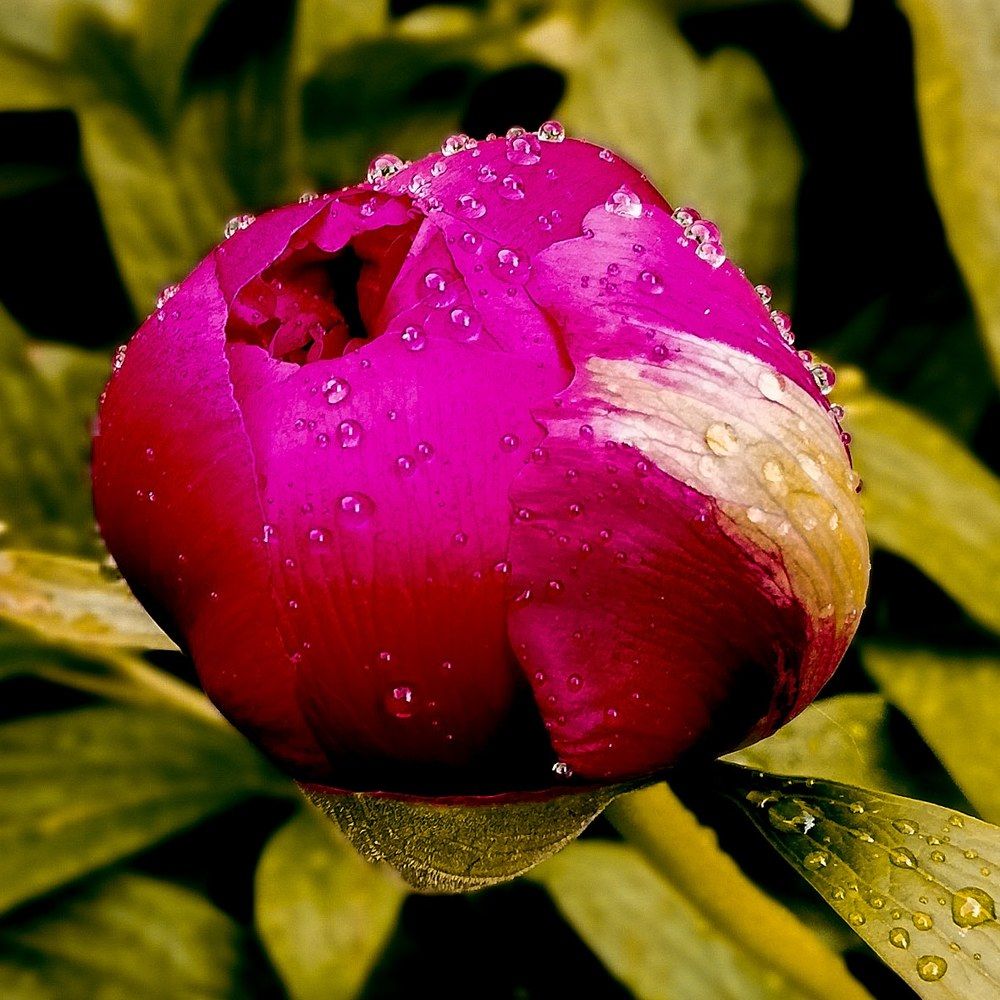 Photograph by Reinhold Seibel