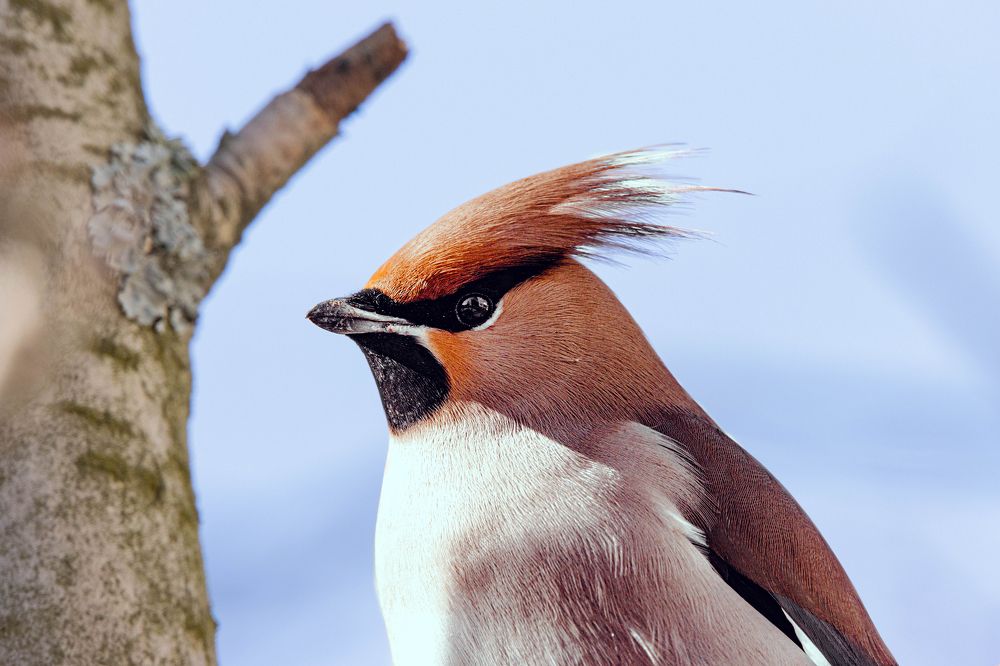 Свиристель