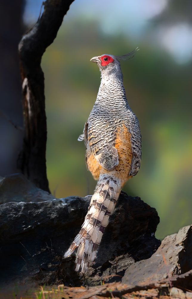 A frame of Cheer pheasant
