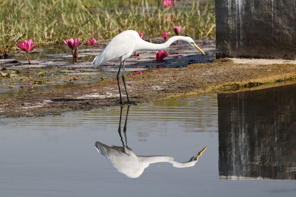 Photograph by Bapodara Sugha