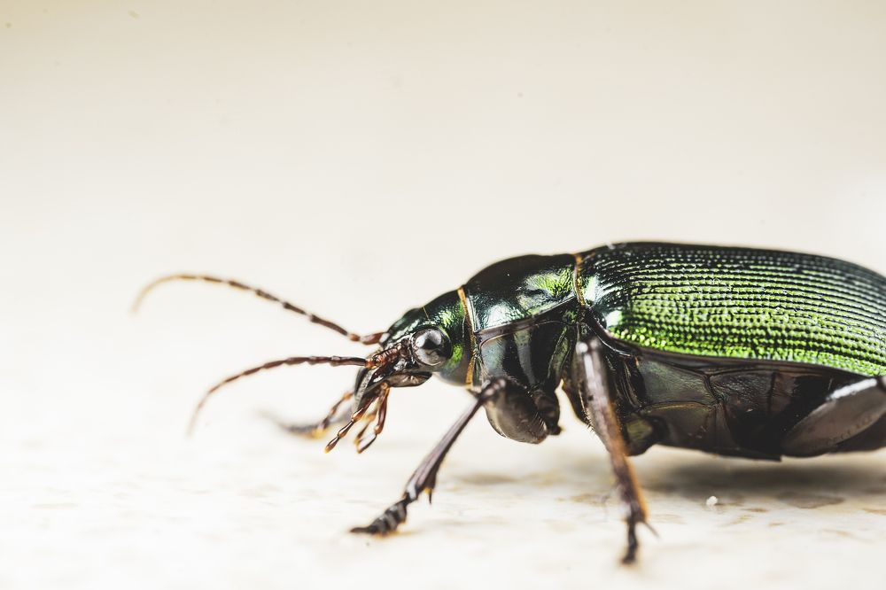 Photograph by Bijaya Lamichhane Jaisi