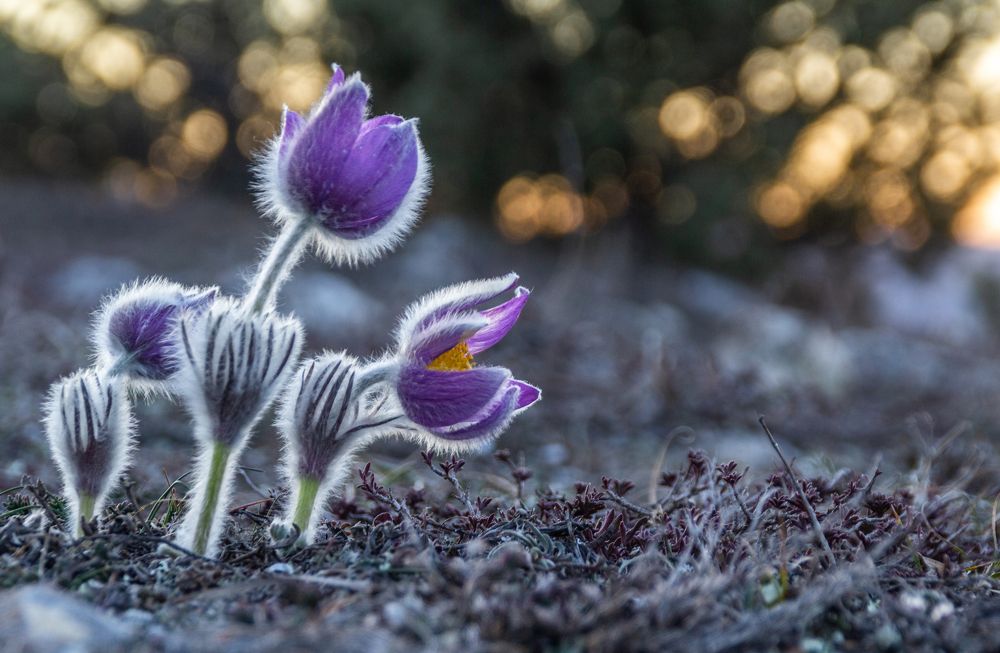 Photograph by Ирина Крепак