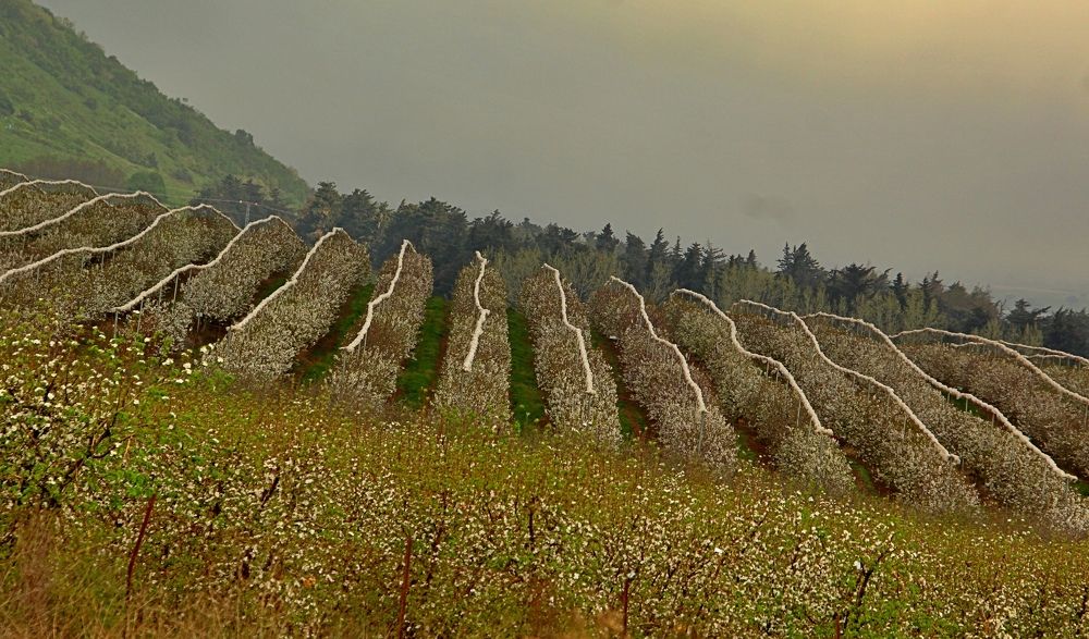 Photograph by Debbie Strauss