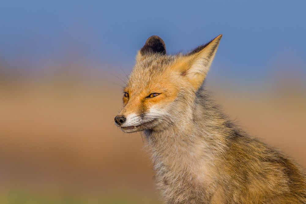 Photograph by Vahid Yavari