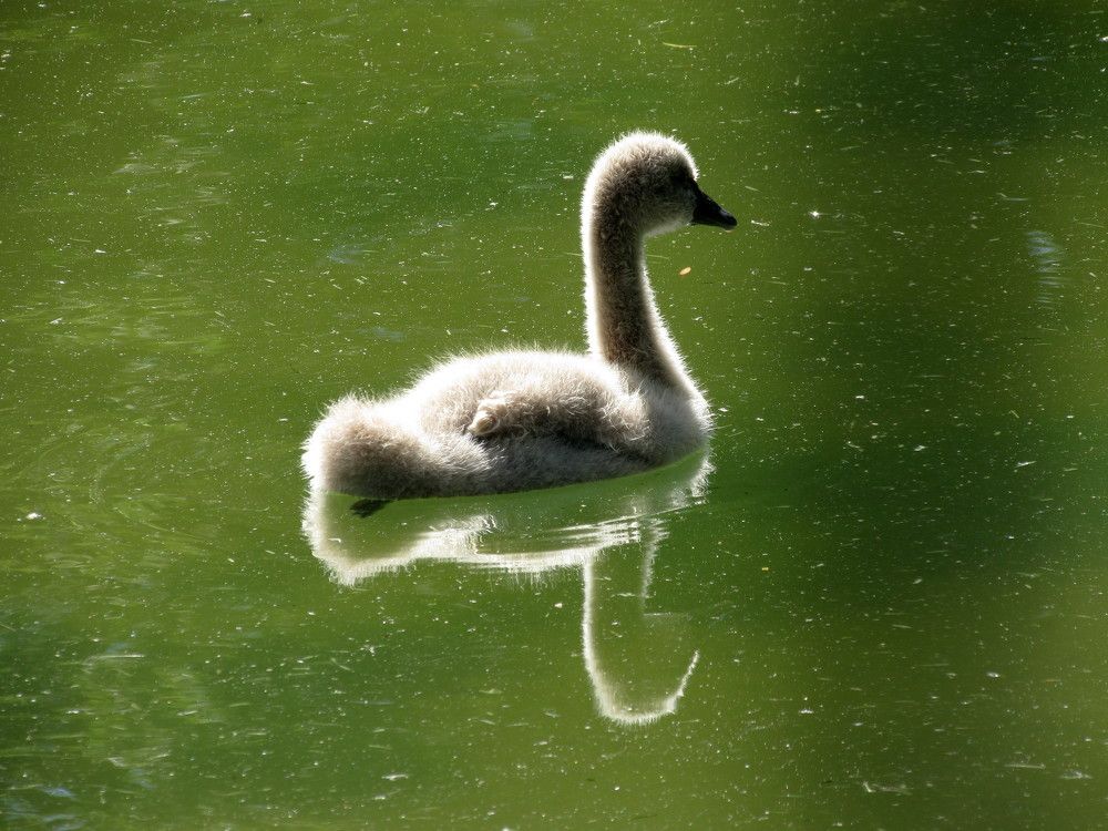 Маленькая прелесть....