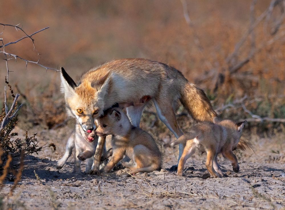 Desert fox family