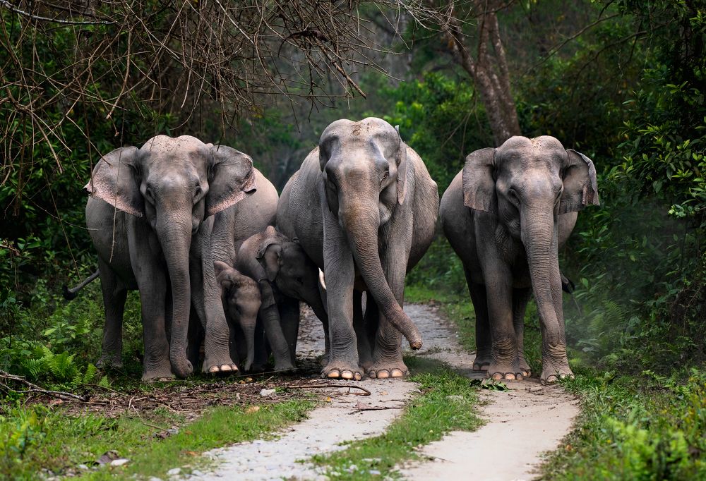 Elephant Family