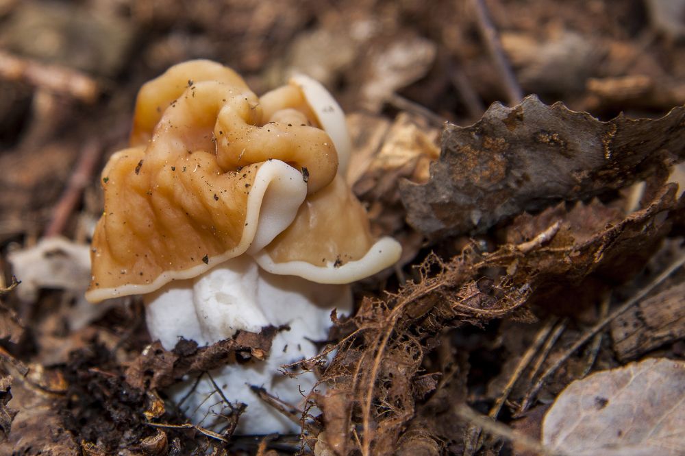 Строчок гигантский