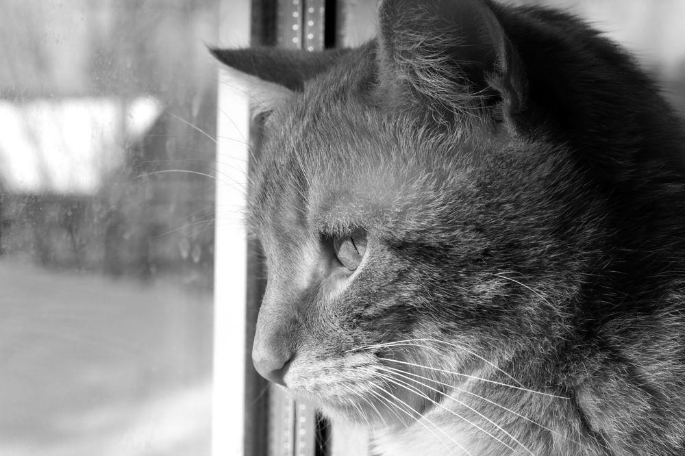 Photograph by Дарья Ващенко-Панкина