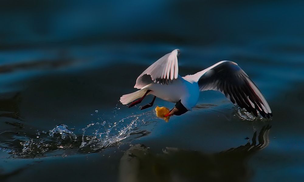 Photo #6029627