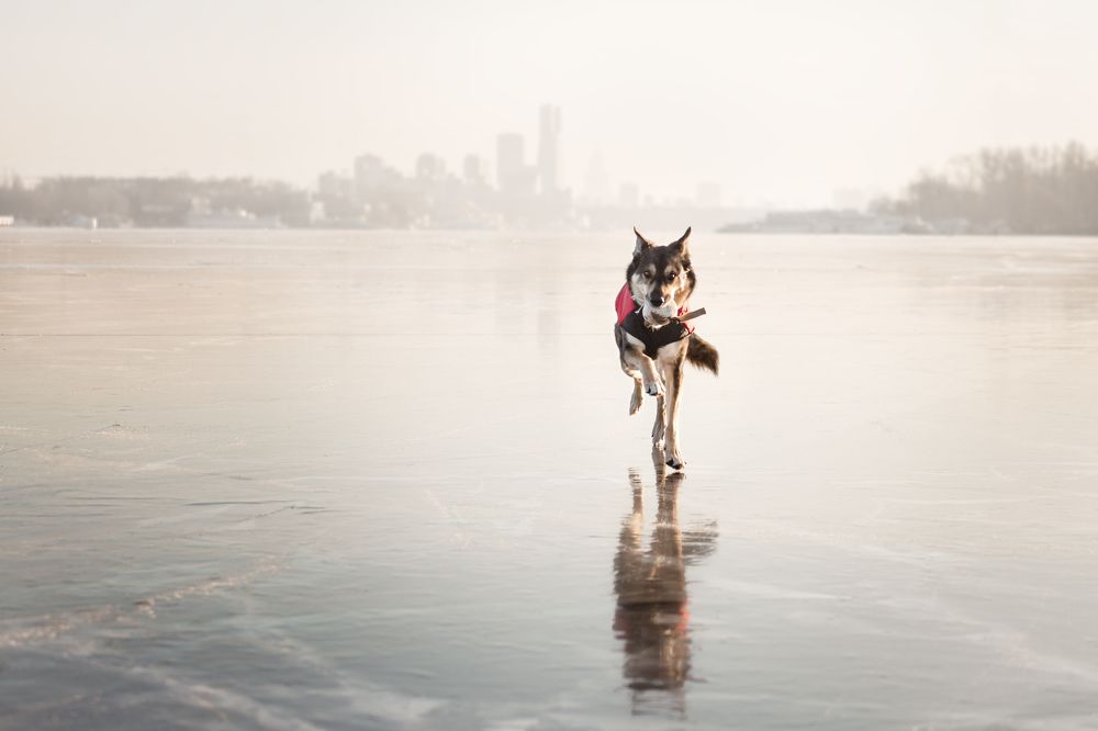 Бегущий по льду