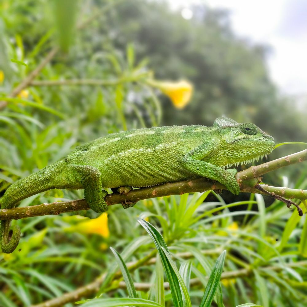 Chameleon