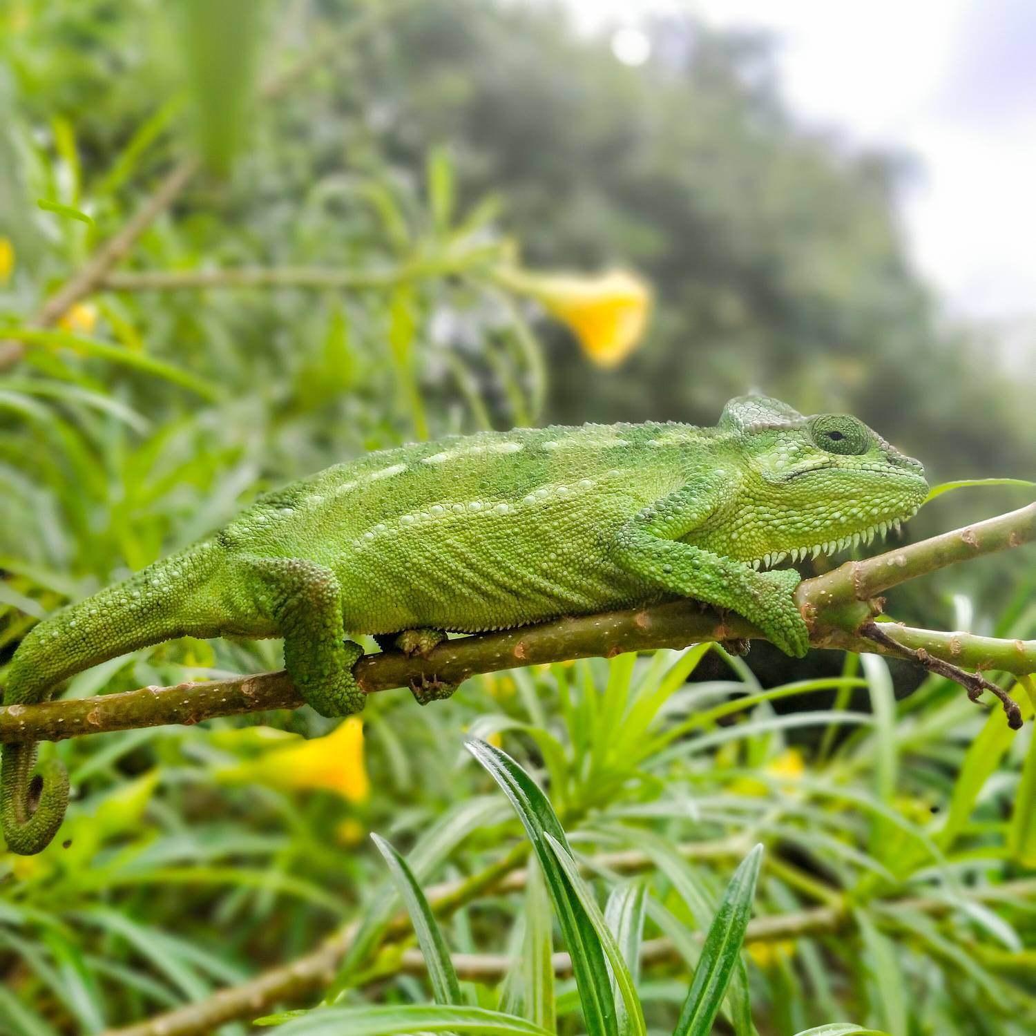Chameleon