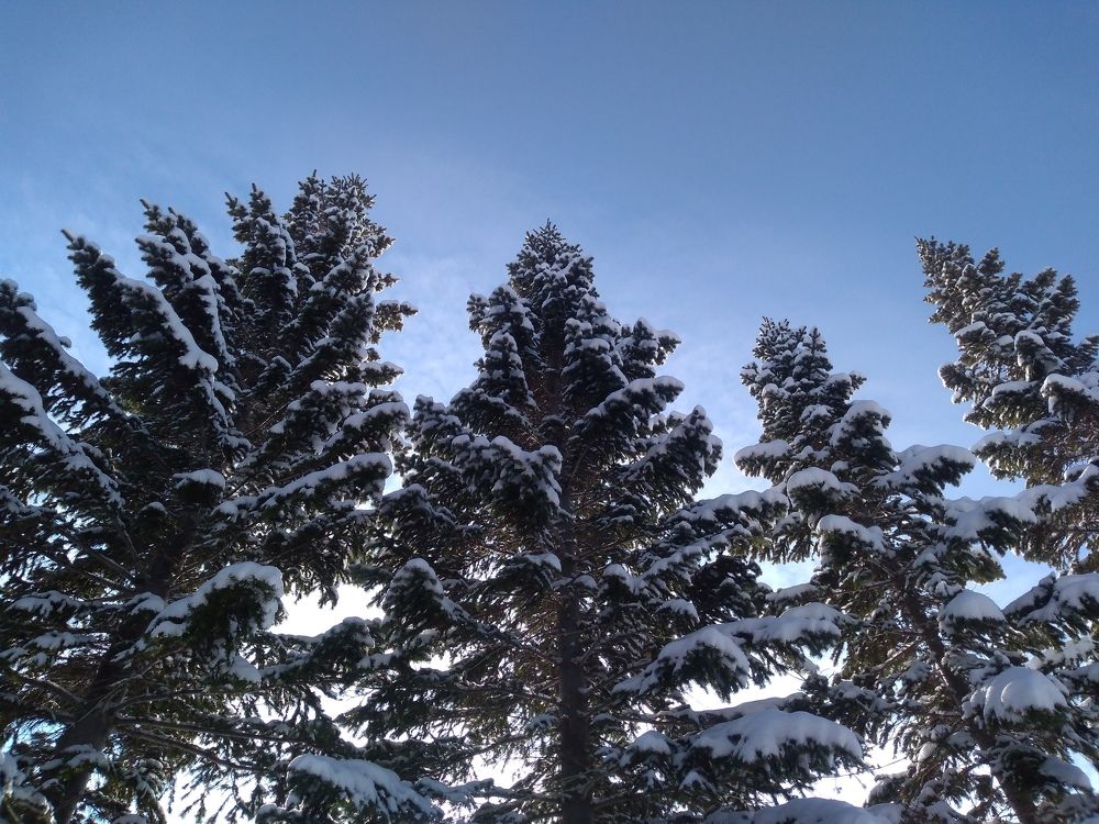 Зимние ели!