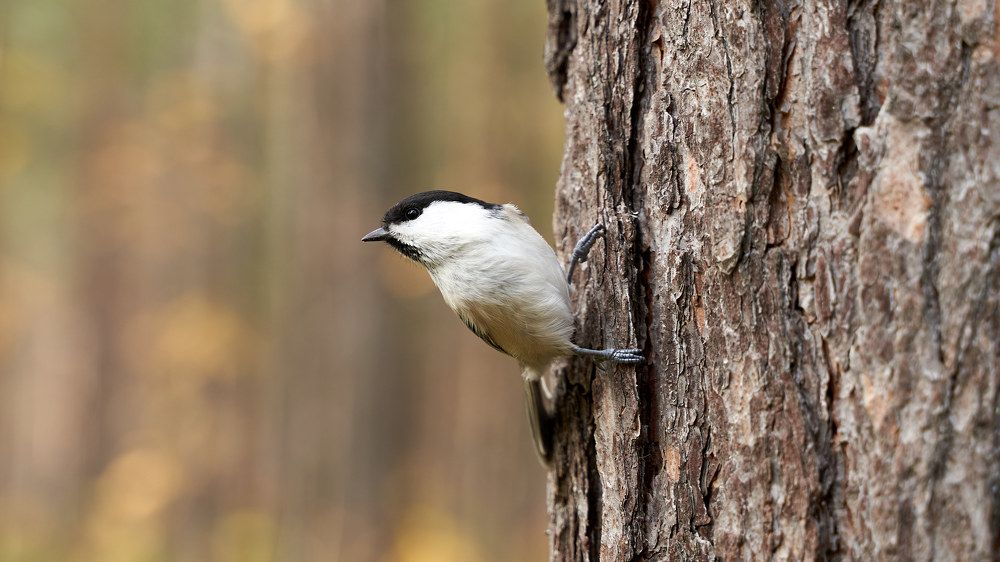Photograph by Владимир Алексеев