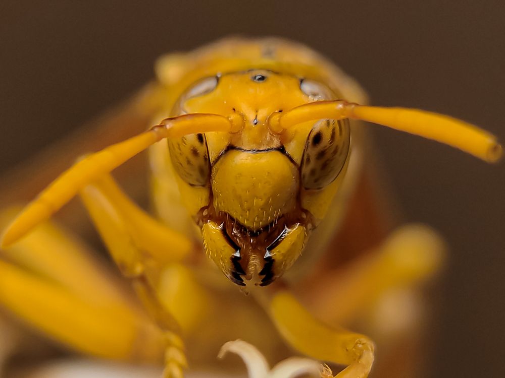Portrait of Polistes flavus.