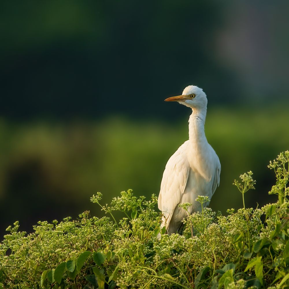 Lonely Egret