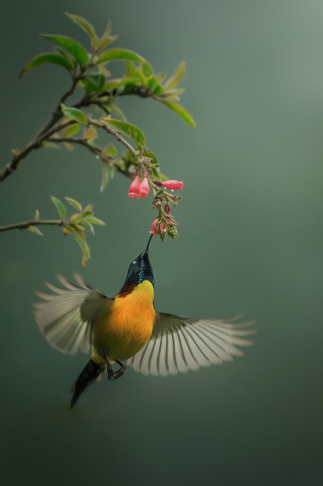 Photograph by Parikshit das