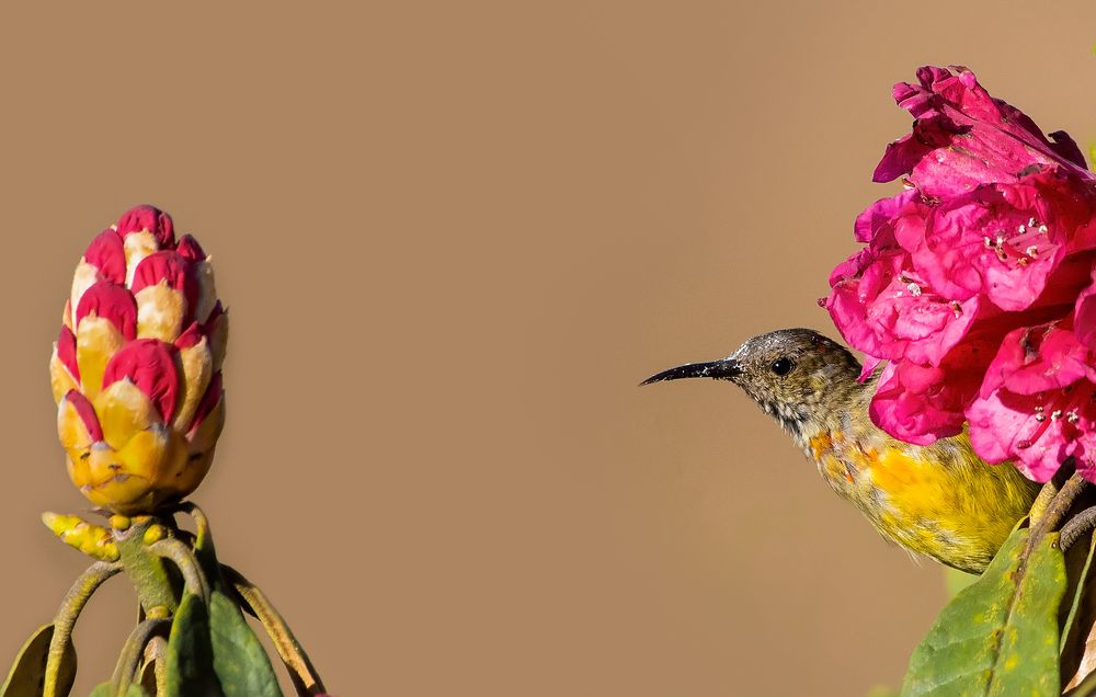 Photograph by Parikshit das