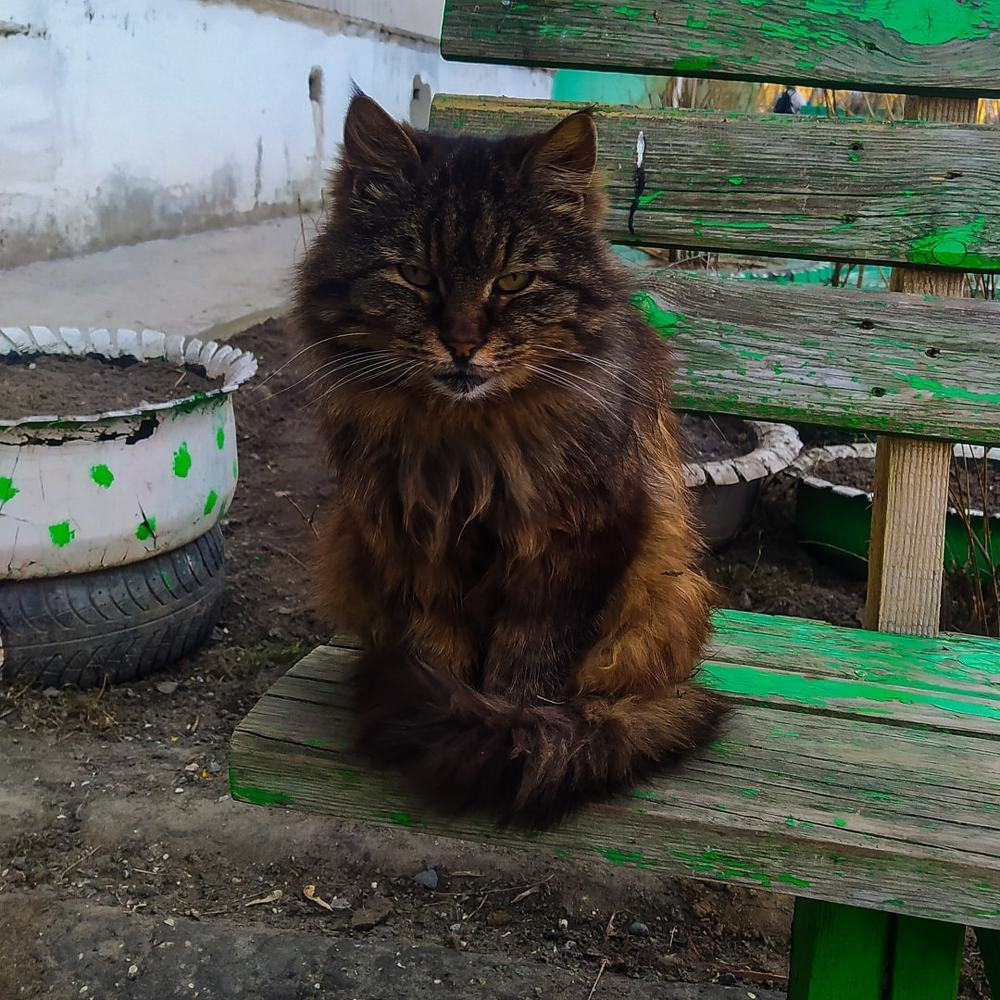 Уличная кошка Муся