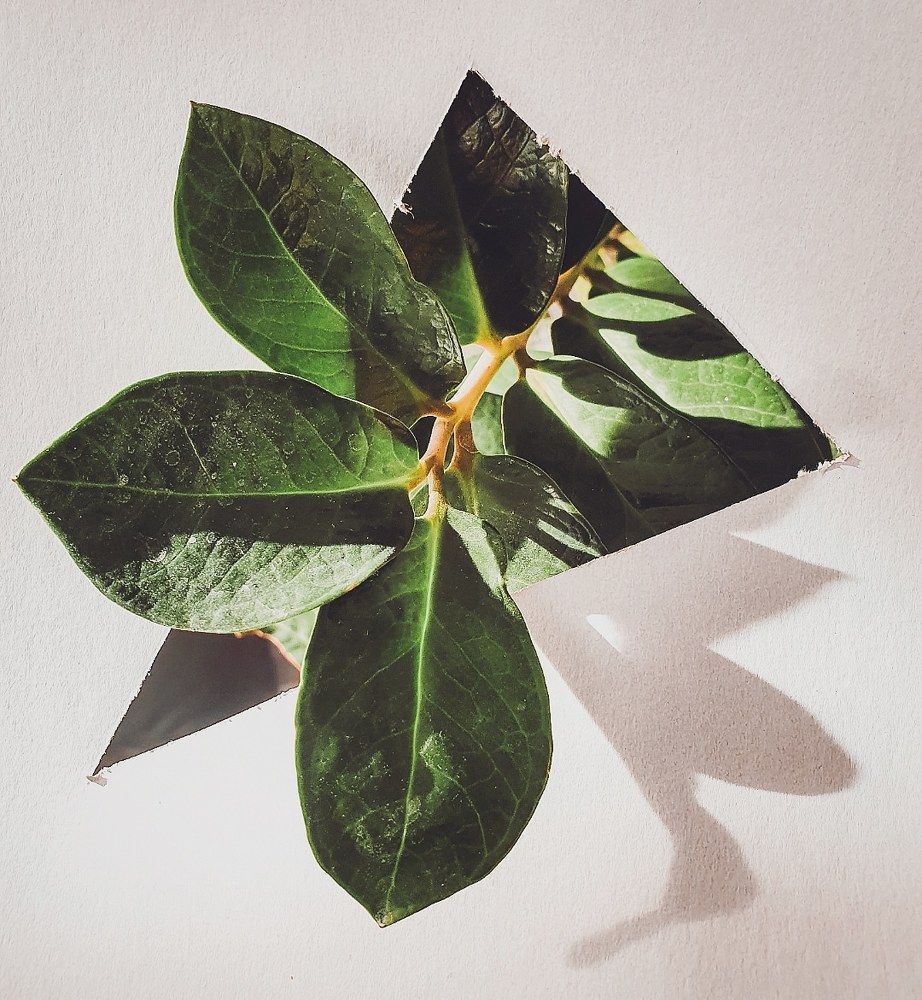 Photograph by Daria Priimak